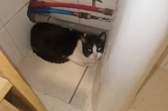 Chat trouvé Chanas, photo: Jeune chatte noire et blanche trouvée à Chanas