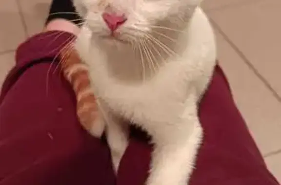 Chat trouvé Arpajon, photo: Chaton blanc roux trouvé à Arpajon