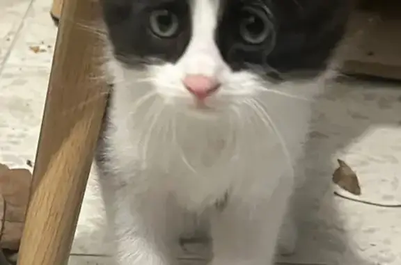 Chaton noir et blanc trouvé à Toulouse - photo