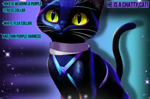 Lost and found pets San Diego, photo: Help Find Niko: Lost Black Cat in San Diego