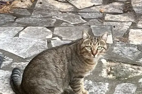 Animaux trouvés , photo: Chat tigré errant à Frontignan