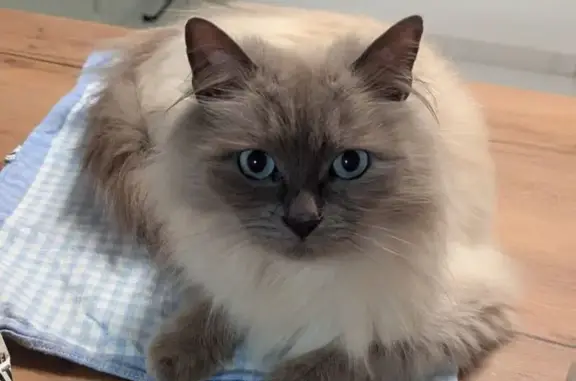 Chat perdu, , photo: Chat gris-blanc perdu, yeux bleus, St-Agnan