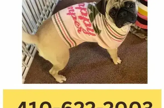 Lost Tan Pug in Gettysburg: Blue Harness