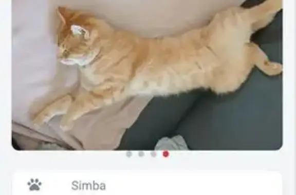 Chat perdu : roux, yeux verts, queue zigzag - photo