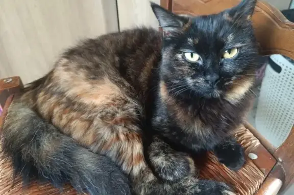 Chat perdue Ciadoux, taches rousses distinctes - photo