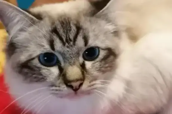 Animaux perdus Saint-Michel-sur-Orge, photo: Chat perdu : Sacré de Birmanie 8 mois