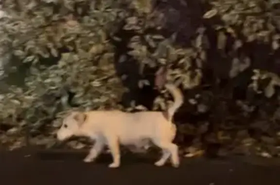 Animaux trouvés Braine, photo: Petit chien blanc errant à Braine