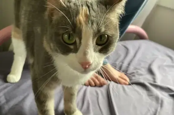 Lost Cat: Tortoise Shell, Green Eyes