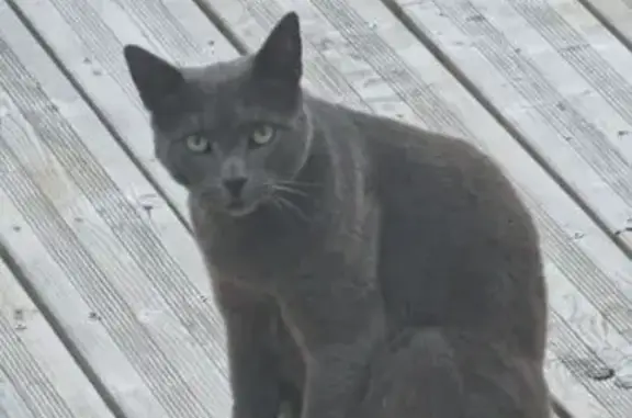 Chat gris perdu, castré, pucé à Lillers - photo