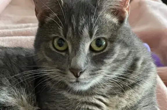 Chat tigré gris perdu à Houdain - photo
