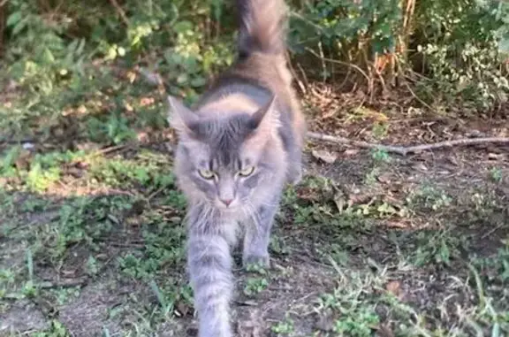 Found pets Friendswood, photo: Friendly Long-Haired Cat Found in Friendswood