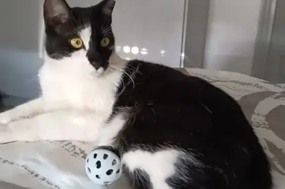 Gato Perdido: Loki, Blanco y Negro en Perleta