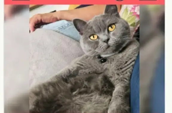 Lost Cat: Friendly 3-Year-Old, $100 Reward