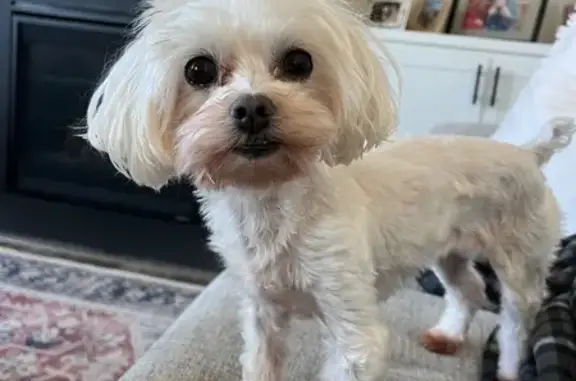 Lost: 5lb White Maltese in Charlotte