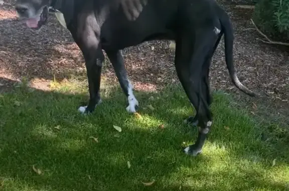 Missing dog , photo: Lost: Friendly Black Dog, Microchipped