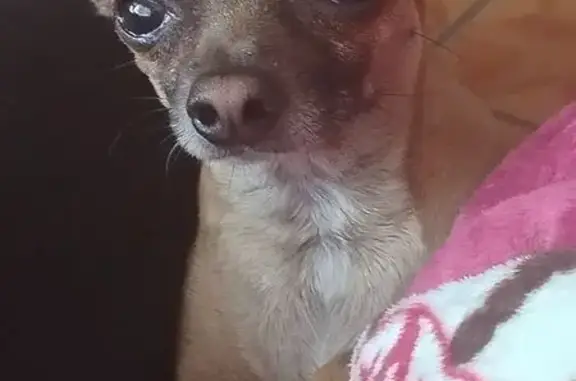 Perro encontrado San Pedro Garza Garcia, foto: Perdida: Chihuahua Café Nerviosa en SPGG