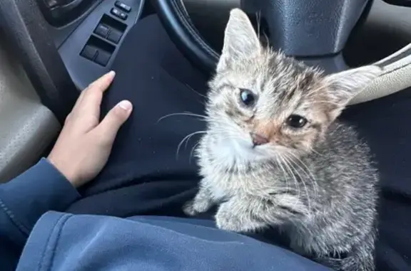 Lost and found pets Las Vegas, photo: Lost Shy Kitten with Pink Toe Bean