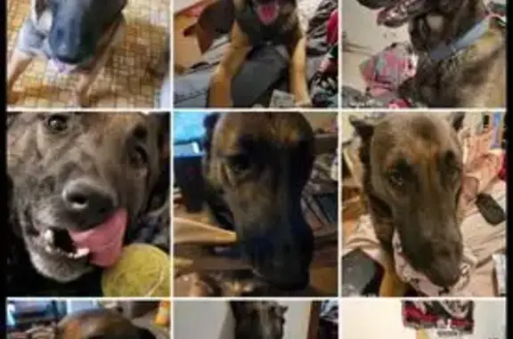 Lost Dog: Damian/Mr. Snouterson in Knoxville