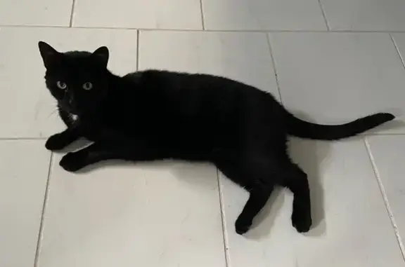 Lost and found pets , photo: Lost Cat: Friendly Black Cat 'Boss'