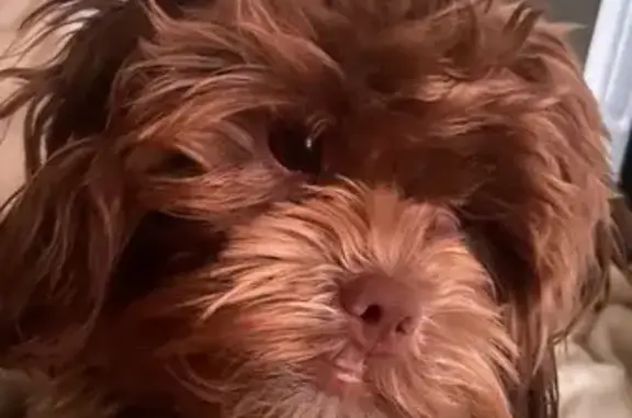 Help Find Mocha: Lost Dog in Irvington