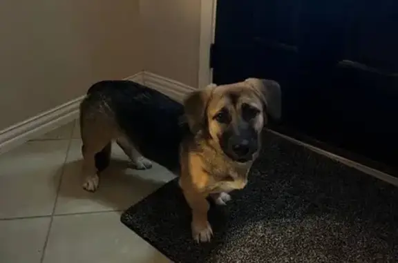 Lost pets Round Rock, photo: Lost Dog: Brown & Black, Pink Leash