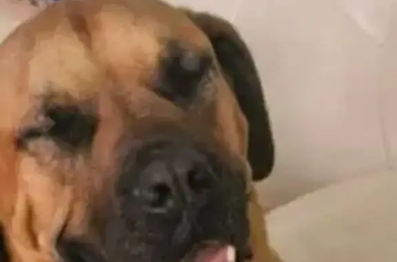 Lost: Freya, Tan Mastiff/Boxer Mix in AZ