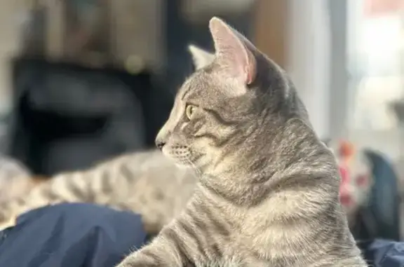 Chat gris perdu à Lagny-sur-Marne - photo
