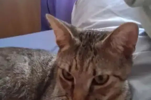 Lost Multicolor Cat in Belleview, FL