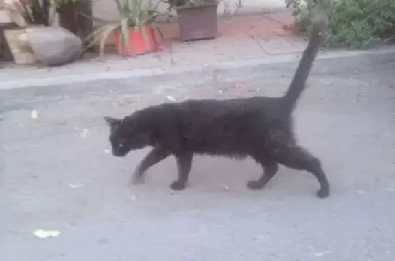 Gato negro encontrado en Calle...