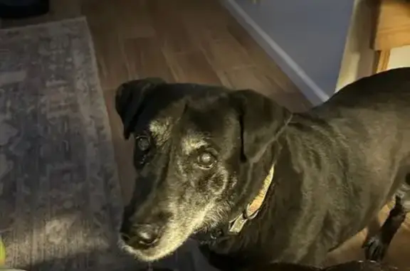 Lost pets , photo: Lost: Abby, Black Dog in Odessa, TX