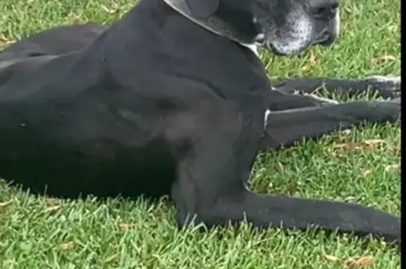 Lost Dogs: Black Great Dane &...