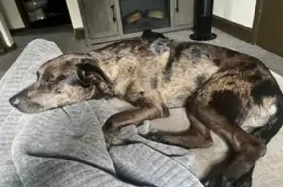 Lost Dog: Brown & Black, Red Collar