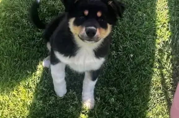 Missing dog , photo: Missing: Energetic Border Collie Cross