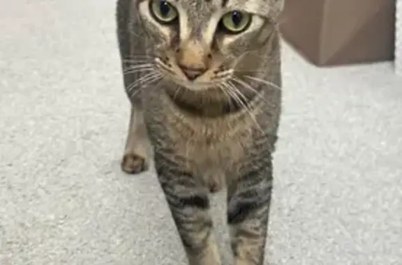 Lost pets Mesa, photo: Lost Cat in Mesa: Big Ears & Chirpy