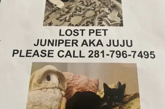 Lost Tuxedo Cat: J-Mark, Mason Creek, Katy
