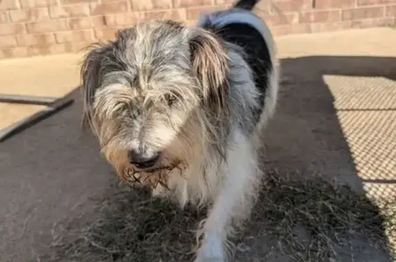 Found dog Cabot, photo: Found: Sweet Black & White Dog in Cabot