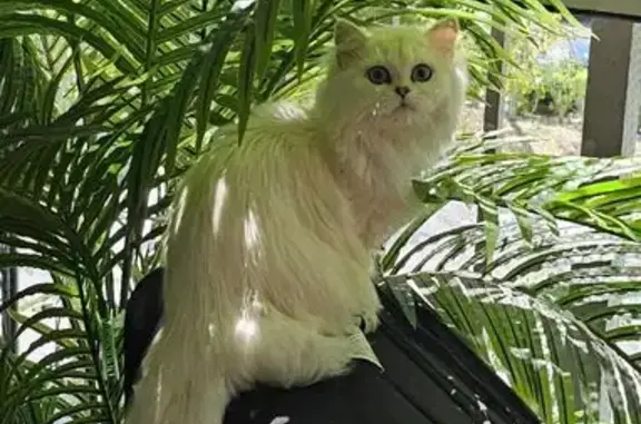 Lost pets Florida City, photo: Lost White British Longhair in Parkland