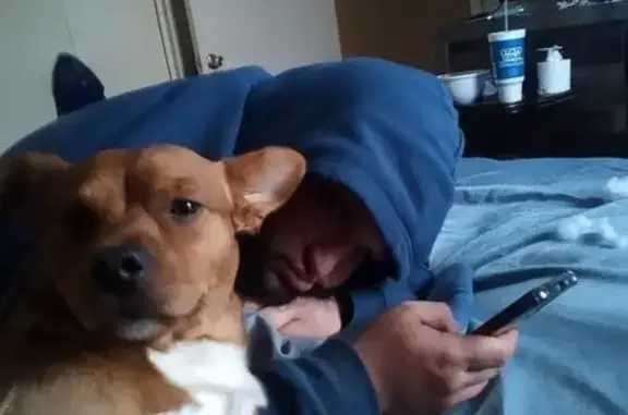 Lost Red Dog 'Scrappy' in Lexington, KY