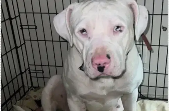 Missing: 100lb White Pit Bull in Fairmount