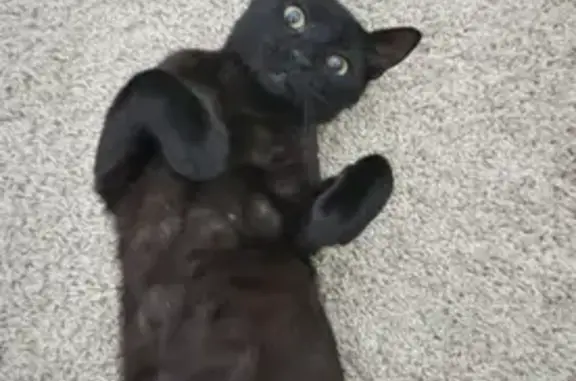 Missing cat , photo: Lost Cat: White Collar, Shipley Rd