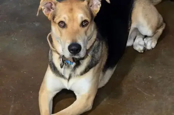 Lost Dog in Cuba, MO: Brown & Black, 70lbs