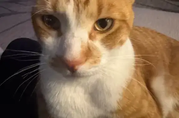 Lost pets Windsor, photo: Lost Cat: Sweet Orange & White in Windsor