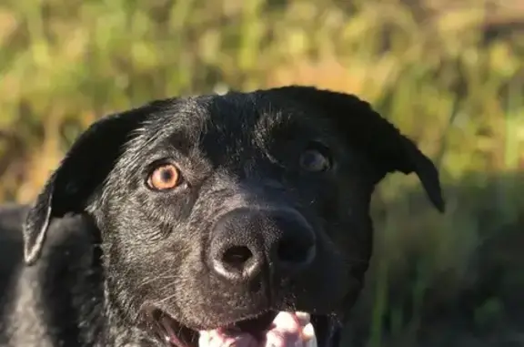 Lost Dog: White-Haired in Gulfport
