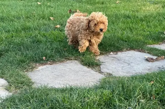 Lost and found pets , photo: Lost 9-Week Poodle, Fluffy Apricot Fur