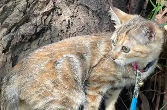 Animales perdidos , foto: Gata Atigrada Perdida en Chicoloapan
