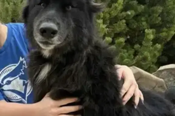 Lost pets Missoula, photo: Lost Shepherd Mix: Black & White in Missoula