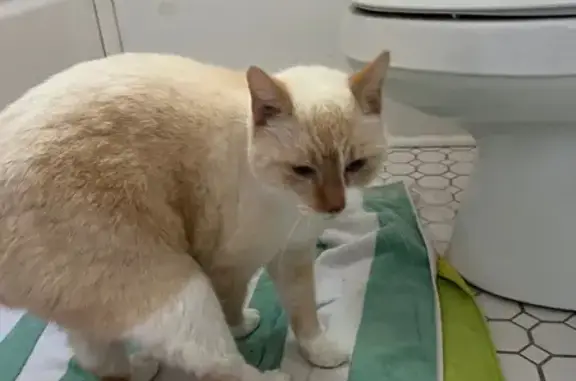 Found cat Memphis, photo: Sweet Tan & White Cat Found on Norwal Rd