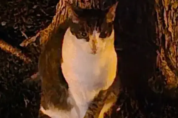 Friendly Cat with Unique Socks Found!