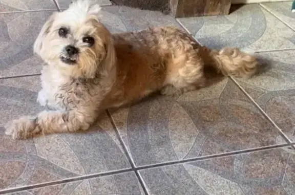 Lost and found pets New York, photo: Lost Dog: White & Brown, Leopard Tie