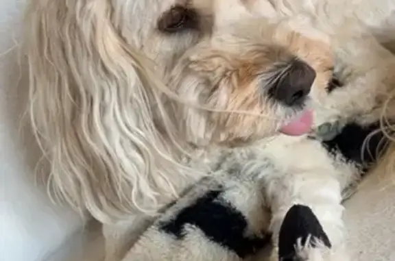 Lost Dog: Sweet White Curly-Haired Pooch